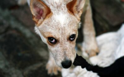 Effective Discipline for Puppies Without Punishment