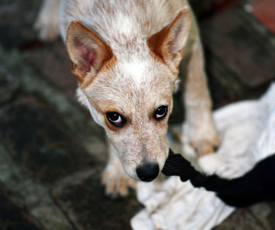 white and red cattle dog puppy with shredded paper