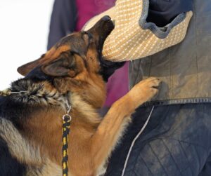 Sable German shepherd biting into protection sport sleeve