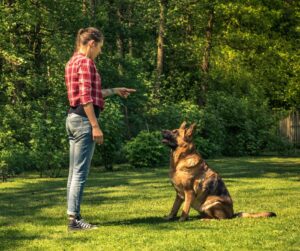 German shepherd with trainer practicing sit