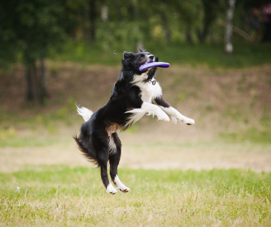 Black and white Border Collie catching purple frisbee in the air