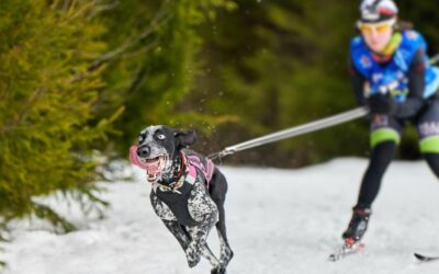 Ultimate Guide to Dog Sports