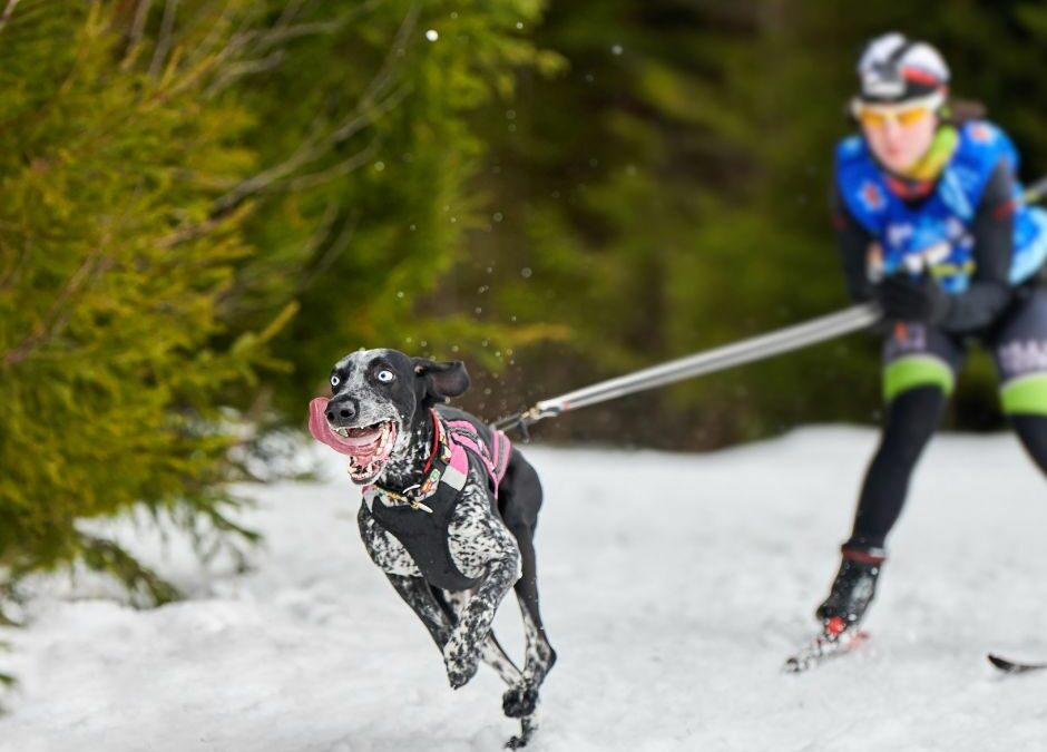 Ultimate Guide to Dog Sports