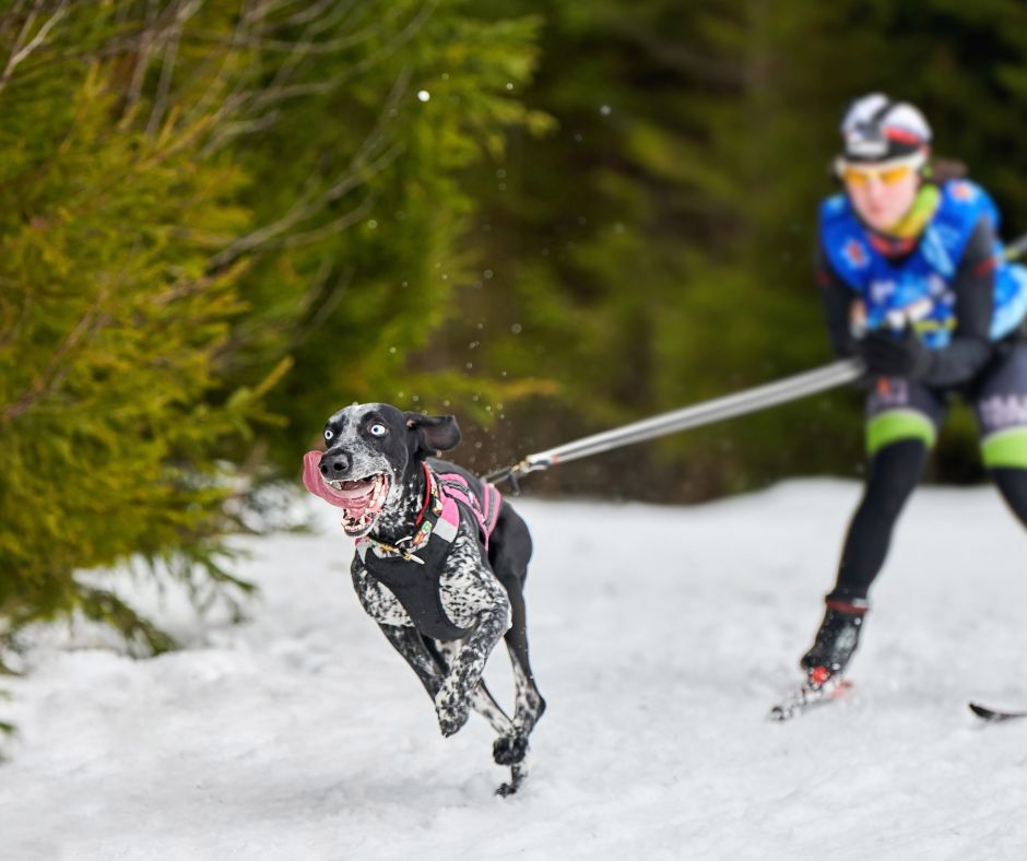 Hunting dog running in harness in front of skier