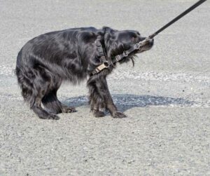black spaniel with no pull harness being pulled on leash