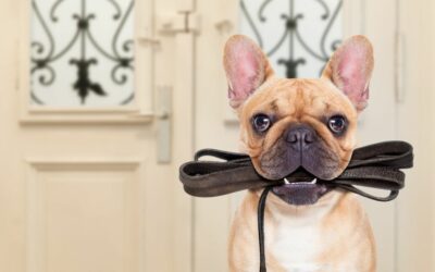 Training your Dog for a Dog-Friendly Workplace