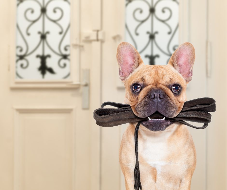 Beige Frenchie with leather leash in his mouth sitting in front of door