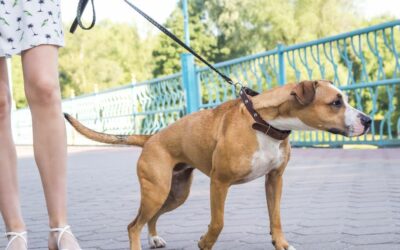 8 Tips on How to Stop Pulling on Leash