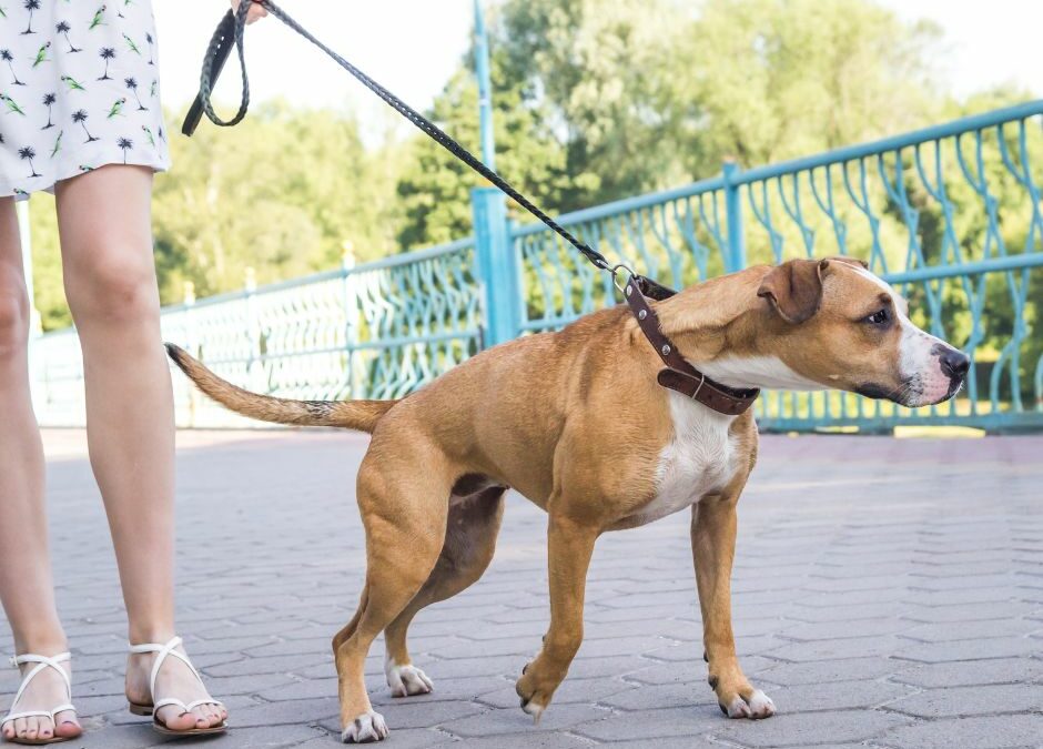 8 Tips on How to Stop Pulling on Leash