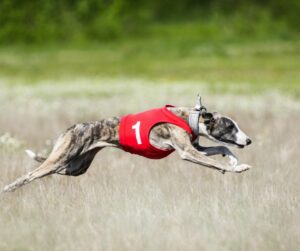 lure coursing near you