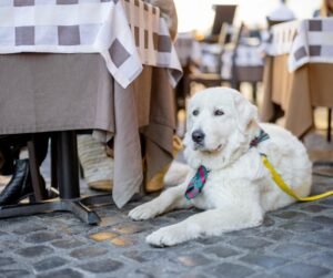 dog outdoor class