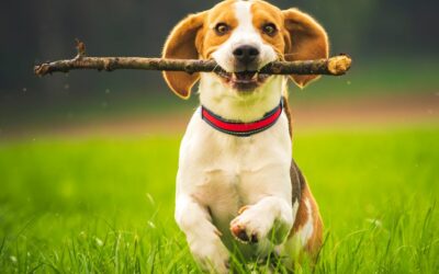 11 Outdoor Dog Activities for Spring