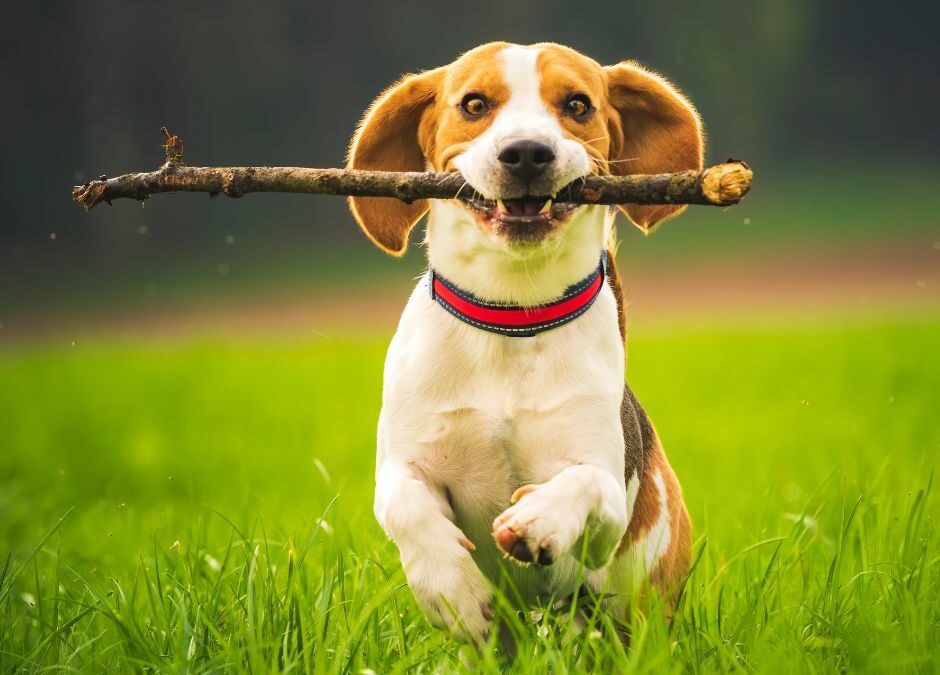 11 Outdoor Dog Activities for Spring