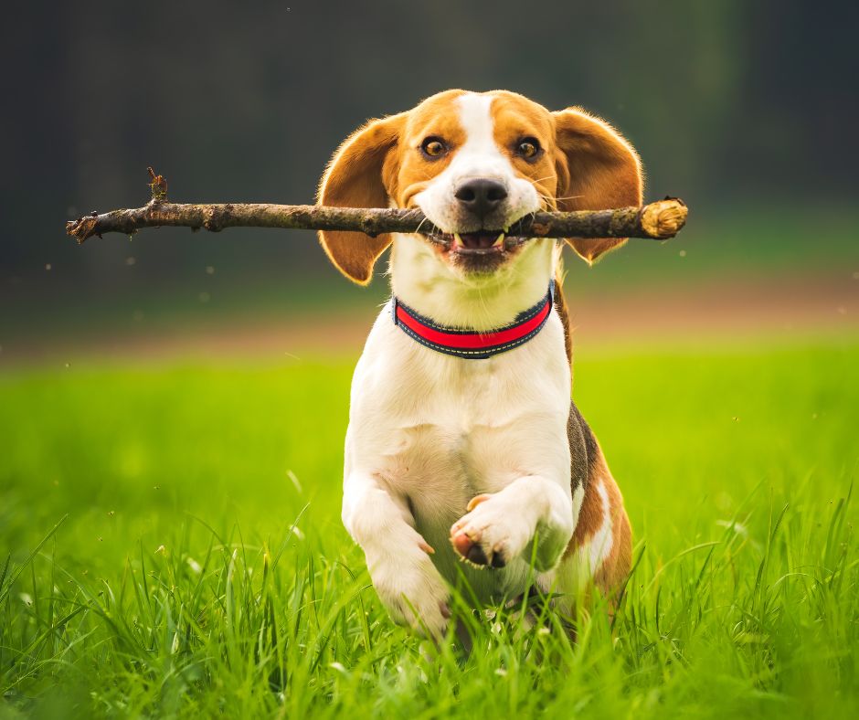 Brown and white Beagle retrieving stick and running towards you