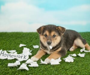 brown and tan puppy with shredded homework