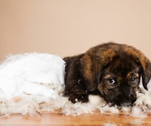 dark brown puppy with shredded pillow