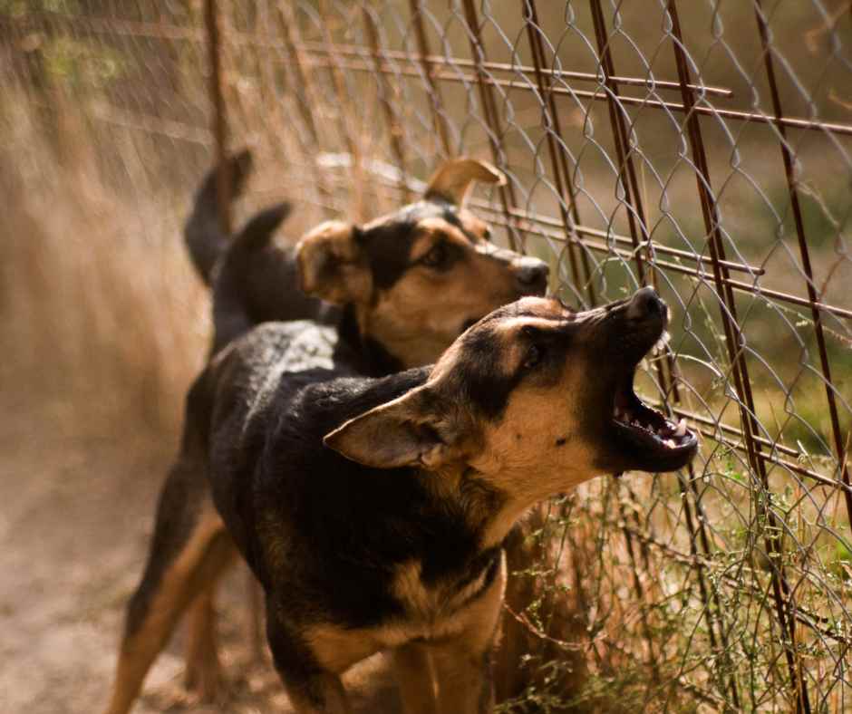 2 brown and black German Shepherd mixes barking through chain link fence