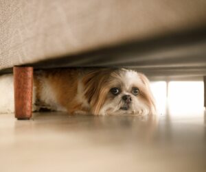 dog hiding under the bed