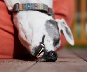 Greyhound passed out on couch