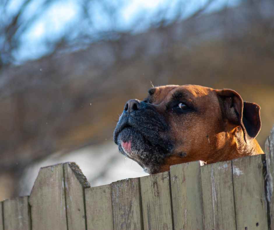 brown boxer looking over wooden fence