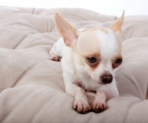 white chihuahua laing on bed with sad eyes