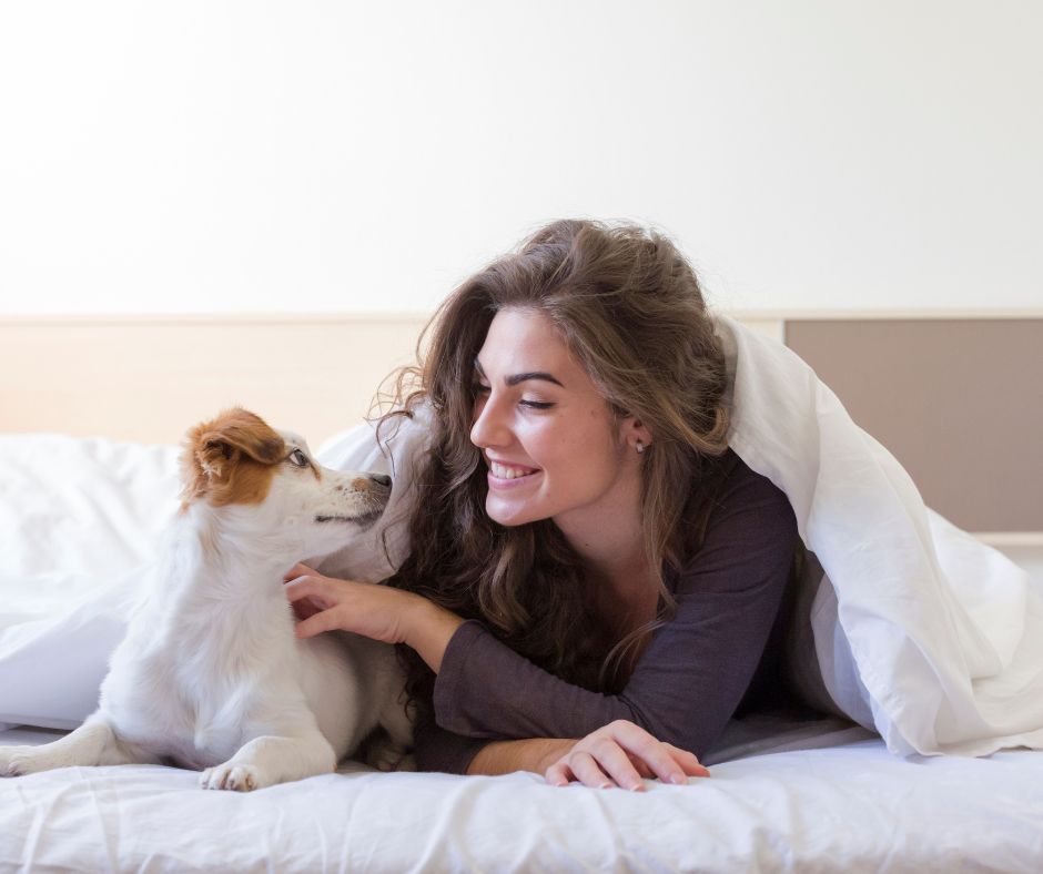 brown and white dog looking at female brown haired owner both covered by white blanket