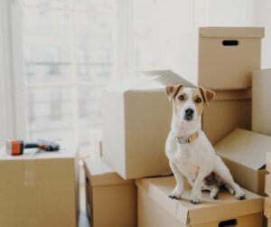 Jack Russell sitting on cardboard boxes