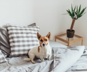 brown and white jack russell terrier on white bedding 