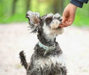 Mini Schnauzer with green collar eating a treat from hand