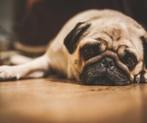 sad looking baige pug laying on wooden floor