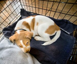 brown and white puppy in wire crate with blue towel