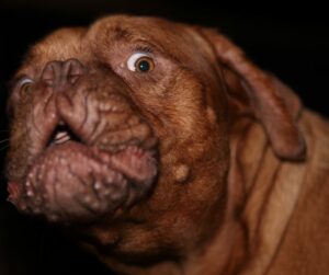 Dogue de Bordeaux with what eye pulling away