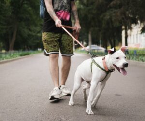 white pitbull type dog with pink collar and leash 