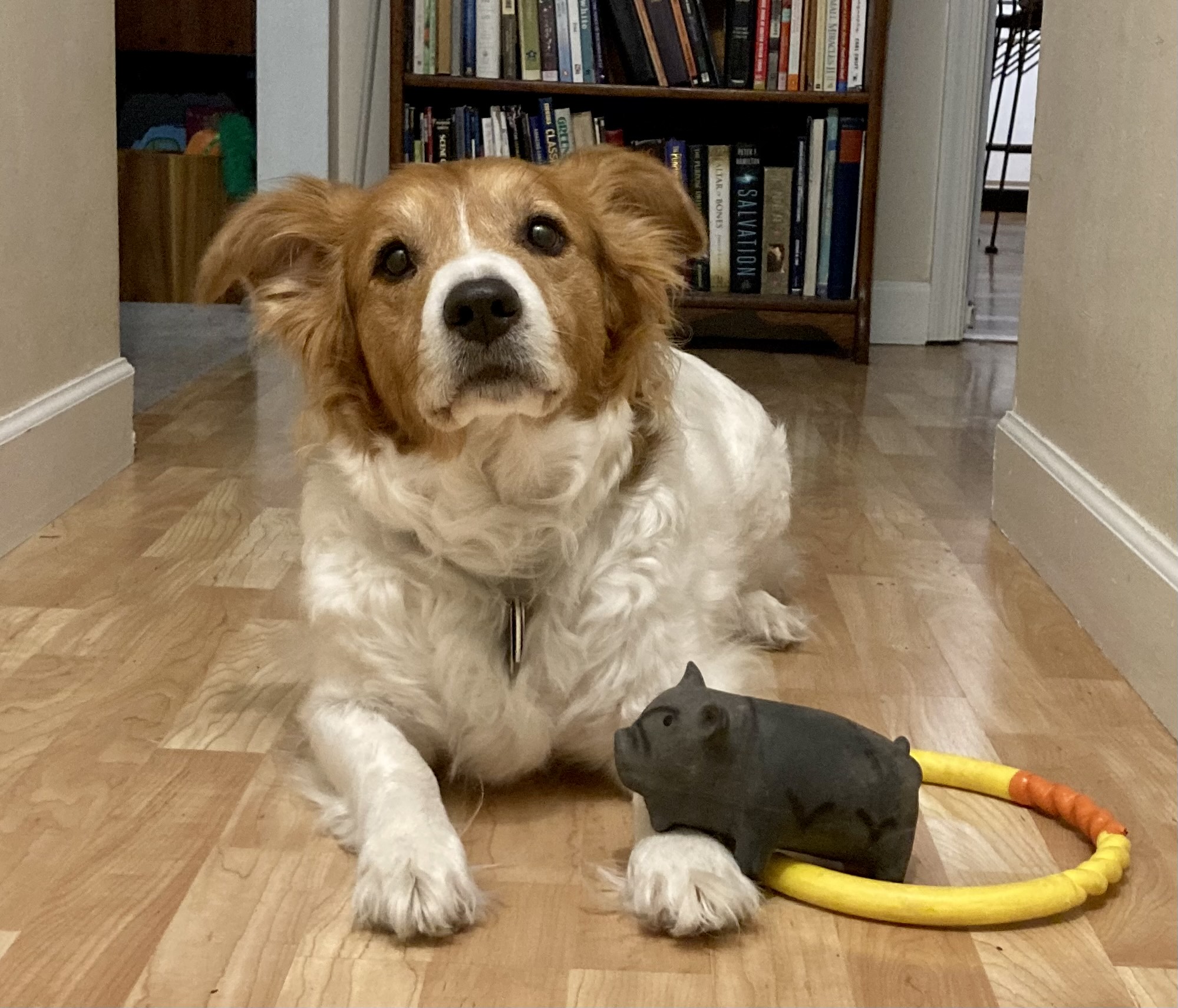 Corgi/ Border collie mix with toy posing