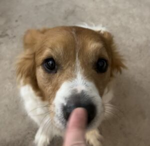 Border Collie mix booping finger