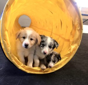 One gold and white and two blue merle border collie puppies in yellow agility tunnel