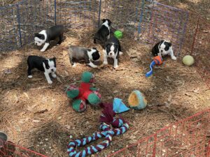 Boston Terrier puppies in playpen with toys on a farm