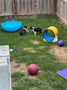 Boston terrier puppies in grass with agility equipment