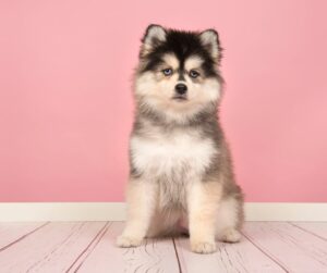 Pomsky puppy with pink background on tile