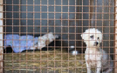 How to Spot a Puppy Mill: Protecting Yourself and Your Pup