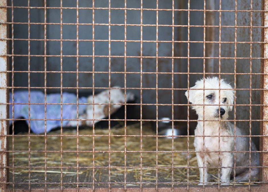 How to Spot a Puppy Mill: Protecting Yourself and Your Pup