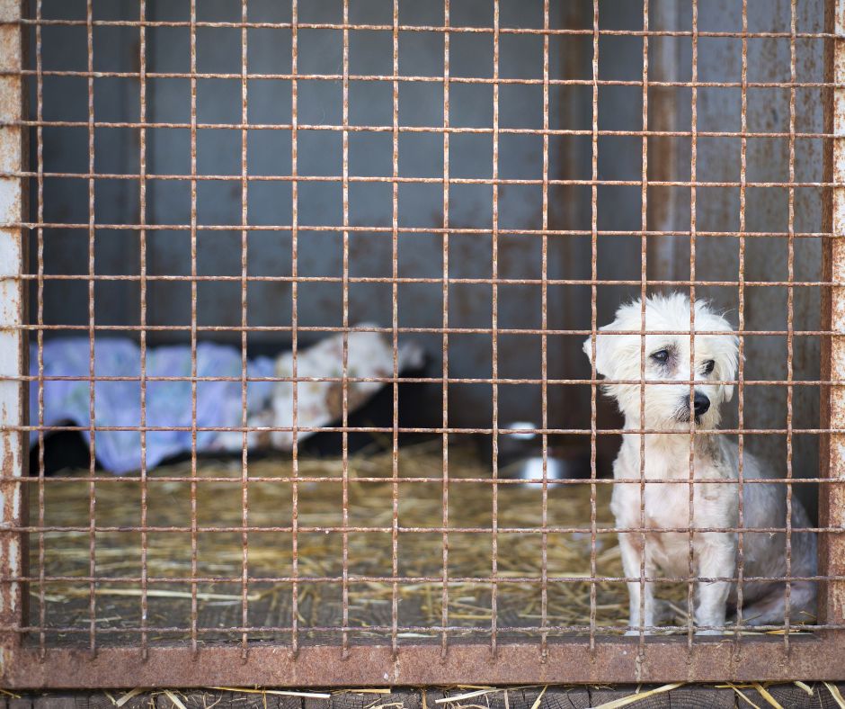 white small breed dog in cage