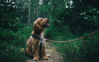 From Couch Pooch to Active Pup: Transforming Your Dog’s Health and Fitness