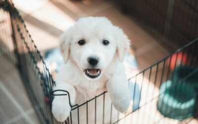 Get Ready for a Well-Trained Puppy – The Definitive Guide to Puppy Training