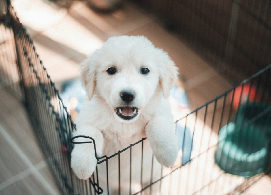 Get Ready for a Well-Trained Puppy – The Definitive Guide to Puppy Training