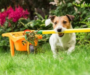 jack russell with garden rake in his mouth 