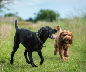 Chesapeake dogs playing together , black lab and poodle mix