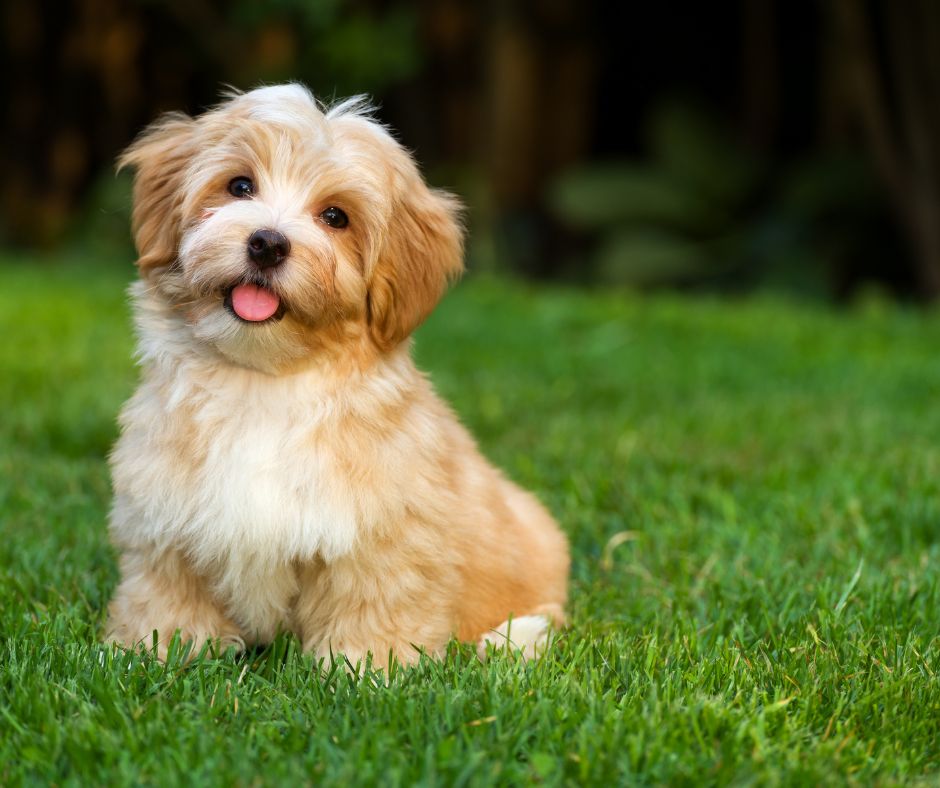 poodle mix puppy sit training in Chesapeake