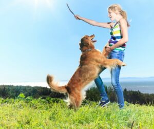 Golden retriever jumping up