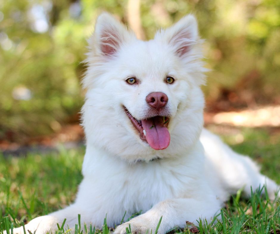 white husky laying in grass